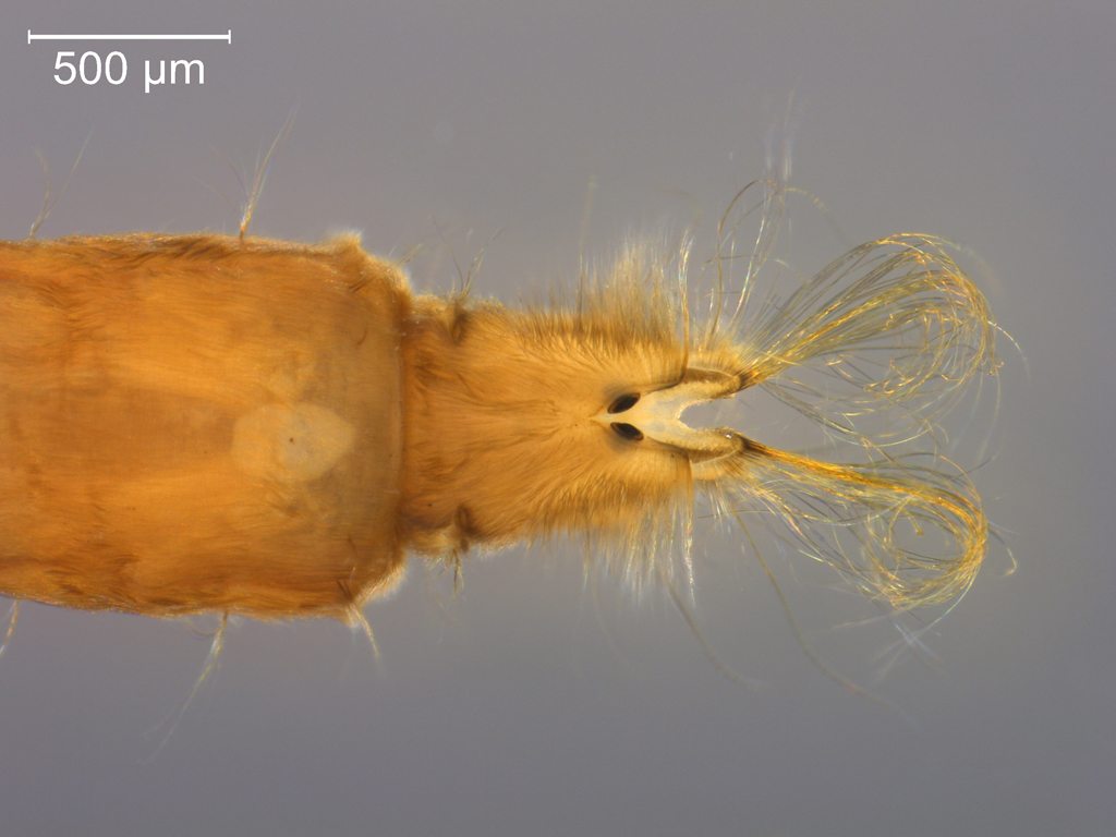 Euphylidorea/Phylidorea